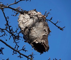 Dolichovespula maculata