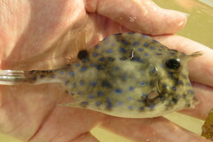 Acanthostracion quadricornis