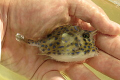 Acanthostracion quadricornis