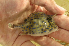 Acanthostracion quadricornis