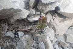 Veronica haastii
