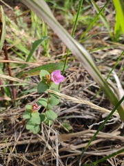 Rhexia nuttallii