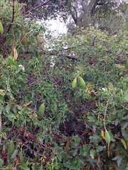 Amphilophium carolinae