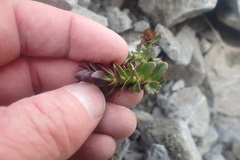 Veronica haastii