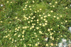 Leptinella pyrethrifolia