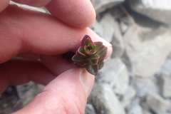 Veronica haastii