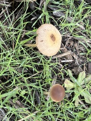 Psathyrella bipellis