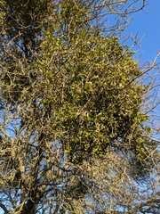 Phoradendron villosum