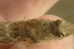 Caligidae