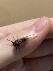 Palapsalta circumdata