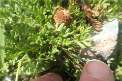 Leptinella pyrethrifolia