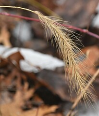 Elymus villosus