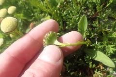Leptinella pyrethrifolia