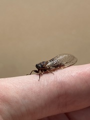 Palapsalta circumdata