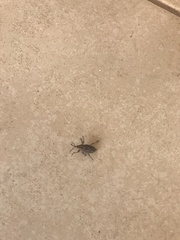 Metamasius hemipterus