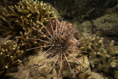 Pterois