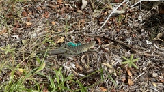 Pholidoscelis griswoldi