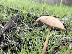 Psathyrella bipellis