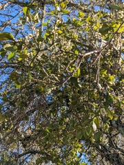 Phoradendron villosum