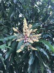 Mangifera