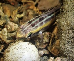 Pentapodus paradiseus