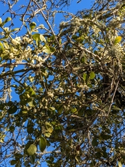 Phoradendron villosum