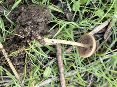 Psathyrella bipellis