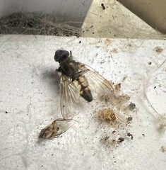 Fannia canicularis