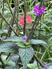 Stachytarpheta mutabilis