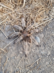 Grammostola rosea