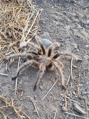 Grammostola rosea