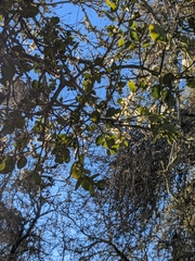 Phoradendron villosum