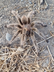 Grammostola rosea