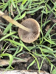 Psathyrella bipellis