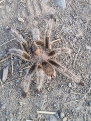 Grammostola rosea