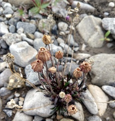 Silene uralensis