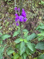 Stachytarpheta mutabilis