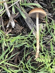 Psathyrella bipellis