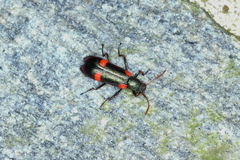 Strongylium humerale