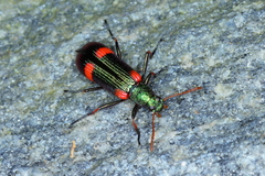 Strongylium humerale