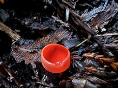 Sarcoscypha coccinea