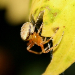 Araneus thaddeus