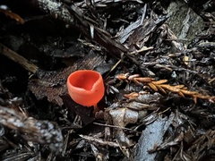 Sarcoscypha coccinea