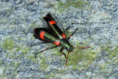 Strongylium humerale