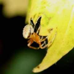 Araneus thaddeus