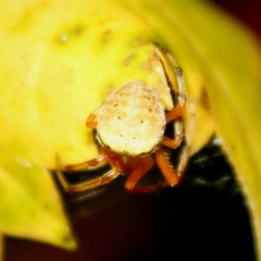 Araneus thaddeus