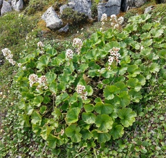 Boykinia richardsonii