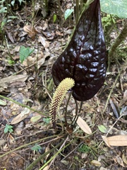 Anthurium caramantae