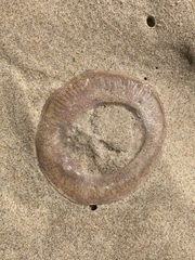 Aequorea
