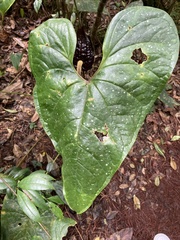 Anthurium caramantae
